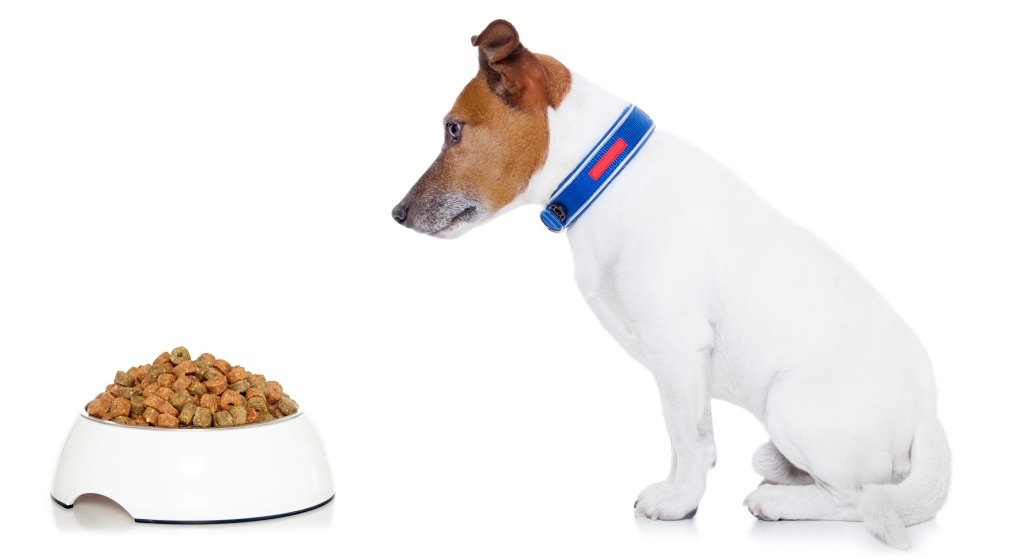 Hund verträgt kein abwechslungsreiches Hundefutter