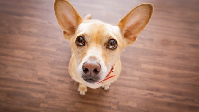 Brauchen Hunde abwechlsungsreiches Hundefutter?