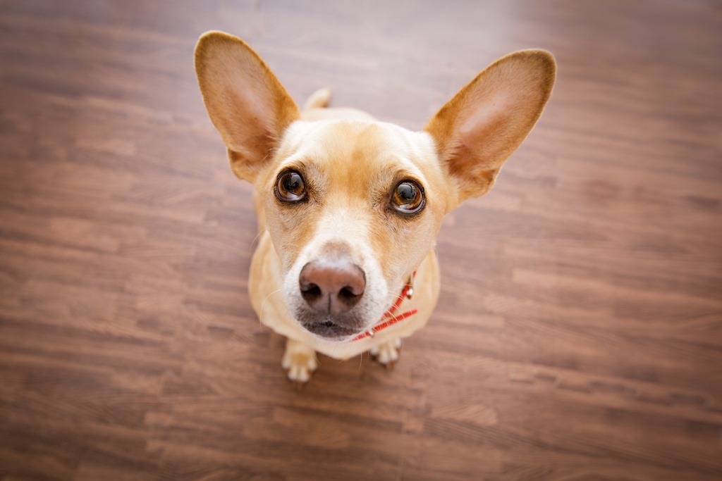 Abwechslungsreiches Hundefutter: sinnvoll oder unnötig?