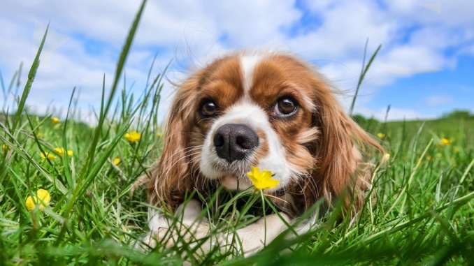 Hund frisst Gras wegen Verdauungsproblemen.