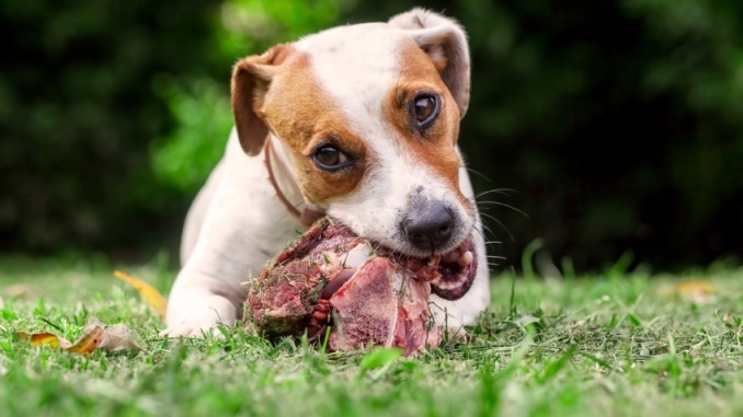 Kann Barf eine nachhaltige Hundeernährung sein?