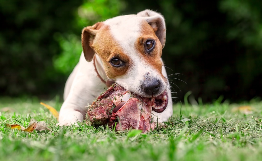 Sind Hunde Fleischfresser?