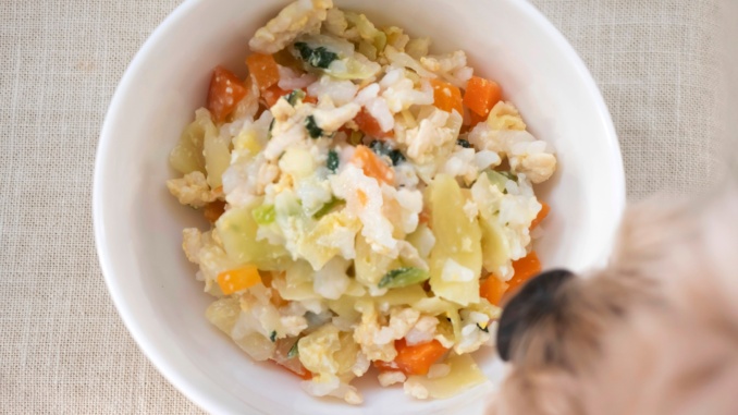 Den Hund vegetarisch füttern ist möglich.