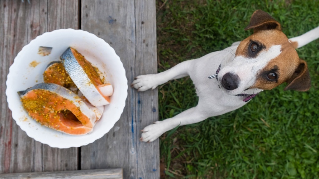 Ohne Fisch fehlen gesunde Öle für Hunde und Halter.