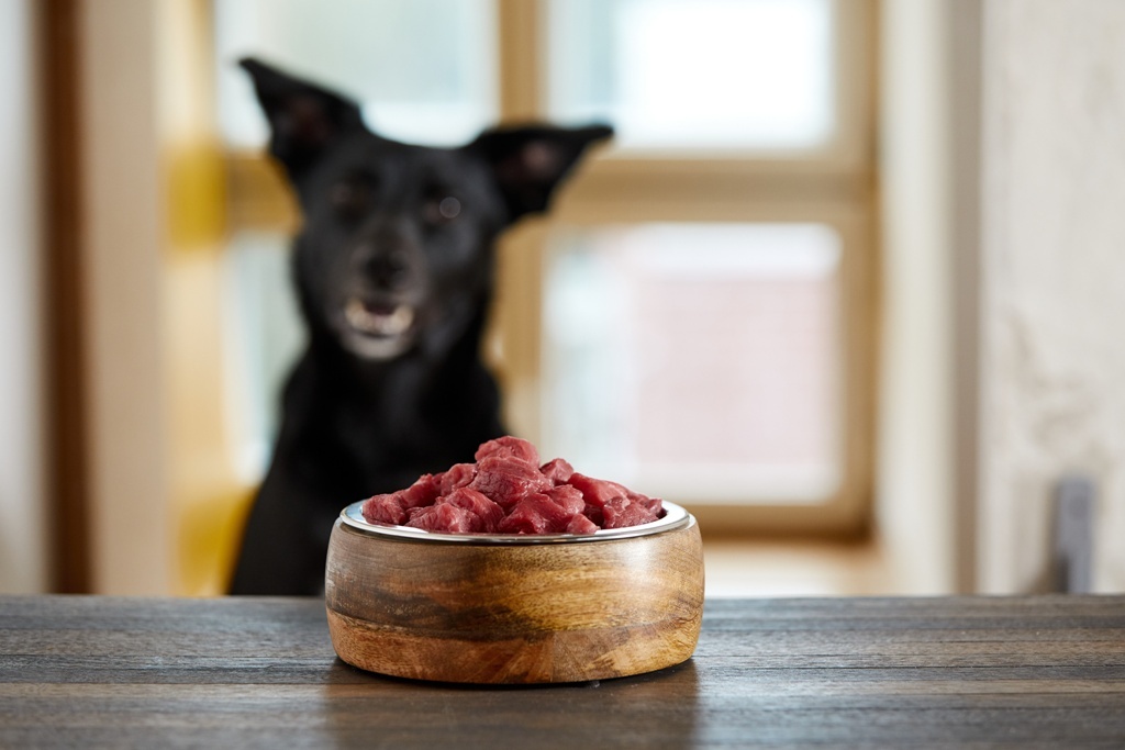 Klimabilanz von Hundefutter