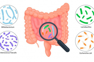 Darmbakterien2 Intestine anatomy, intestinal microflora infographics. Good flora: Bifidobacterium, Enterococcus Faecalis, Lactobacillus, Escherichia Coli