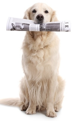 Labrador retriever dog holding a newspaper in his mouth