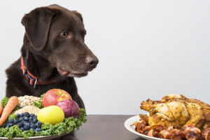 Hund mit Gemüse und Fleisch Hund mit Gemüse und Fleisch