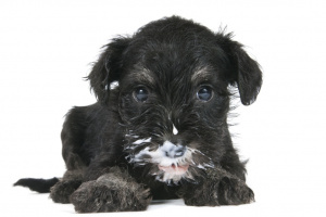 Was der Hund fressen darf Was der Hund fressen darf