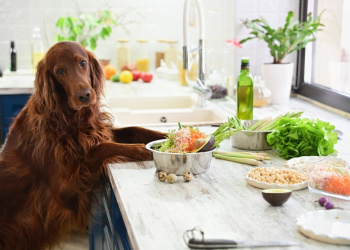 Cooking vegetarian food for Pets. In interior.