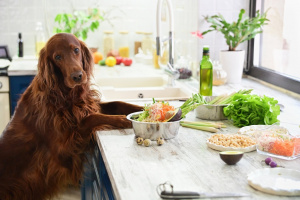 Cooking vegetarian food for Pets. In interior. Cooking vegetarian food for Pets. In interior.