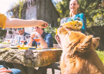 Group of friends eating outdoor