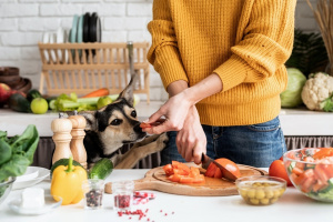 Hund beim Kochen Front view of female hands making salad and giving a piece of a vegetable to a dog