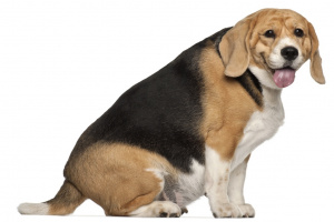 Fat Beagle, 3 years old, sitting against white background Fat Beagle, 3 years old, sitting against white background