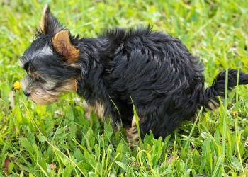 Hund kackt auf Wiese