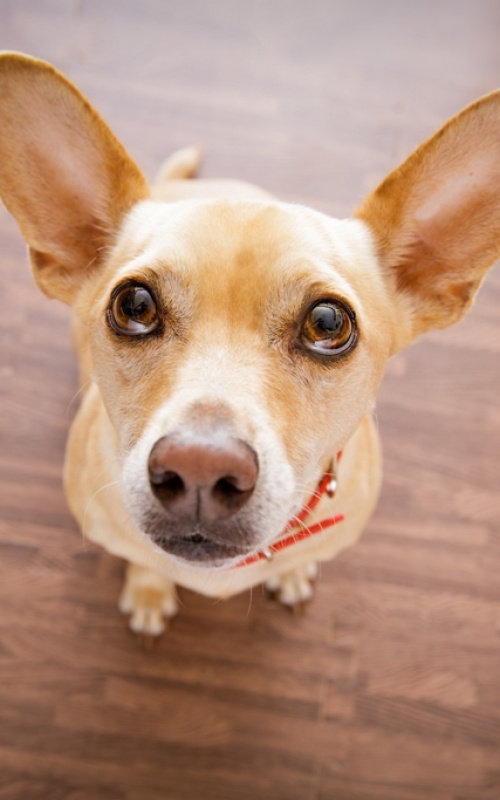 dog    waits for owner
