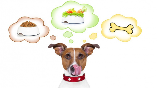 hungry dog hungry dog