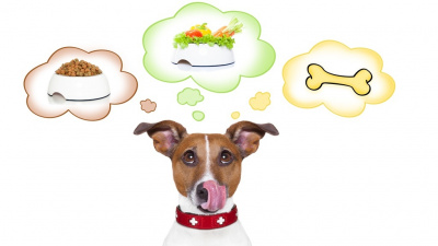 hungry dog