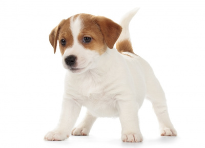 Jack Russell Terrier puppy