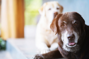 Senior Hund Senior Hund