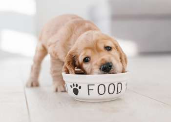 English cocker spaniel puppy eating dog food