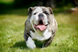 Purebred bulldog Purebred bulldog
